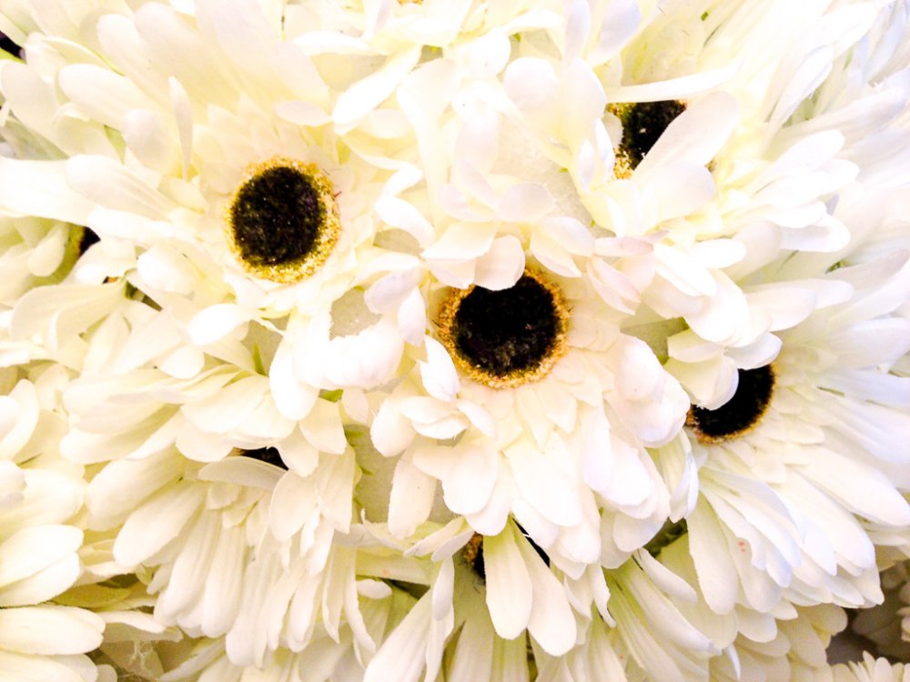 Gerber kissing balls